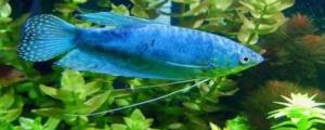 蓝星鱼和什么鱼能混养
