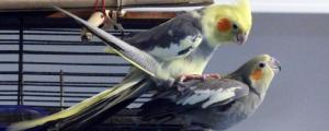 玄凤鹦鹉几个月能繁殖
