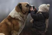 瑞士的国宝圣伯纳犬，拥有传奇故事还曾救过人命
