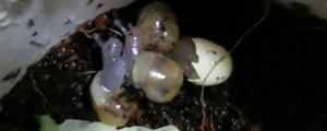 刚孵化的小蜗牛怎么养