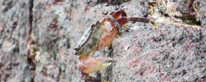 淡水观赏蟹吃什么食物