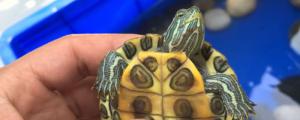 巴西龟吃什么长得快