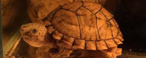 乌龟有灵性的表现