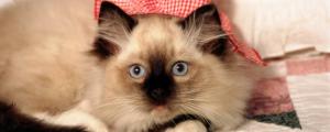 猫咪眼睛分泌物多怎么回事
