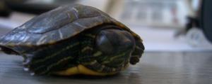 乌龟睁一只眼闭一只眼是怎么回事