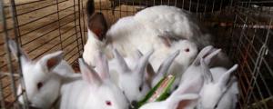 兔子能吃莴笋叶子吗