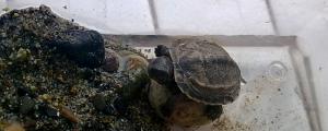 幼小巴西龟怎么分公母