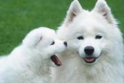 银狐犬和萨摩耶有五大区别，银狐犬竟是萨摩耶的后代