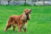 可卡犬是猎犬，英国可卡犬是美国可卡犬的祖先