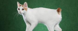 日本截尾猫多少钱一只，价格大概在3000-5000元之间