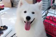 小萨摩耶犬多少钱一只，纯种萨摩耶幼犬价格在3500～8800元