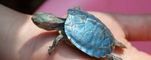 彩色乌龟能活多久