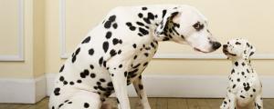斑点狗是什么品种