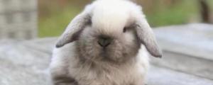 宠物兔子多少钱一只市场价，在哪里有卖的