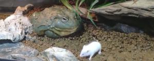 非洲牛箱头蛙多久能长大