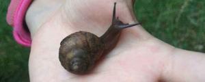 小蜗牛喜欢吃什么