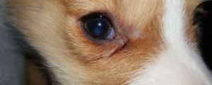 狗狗眼睛有红血丝怎么办