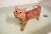 幼猫多大可以洗澡，给猫洗澡要注意事项
