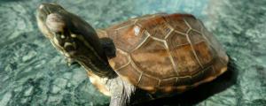 乌龟水肿和肥胖的区别