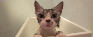 猫怎么洗澡，如何给宠物猫洗澡
