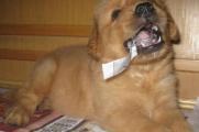 狗狗吃纸有事吗，狗吃纸的3大原因和处理方法
