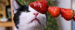 猫咪可以吃草莓吗
