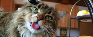 猫咪一天喝多少水正常