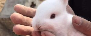兔子嘴巴是什么形状