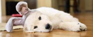 狗狗睡地板会着凉吗