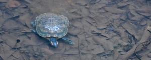 巴西龟冬眠需要埋沙子吗