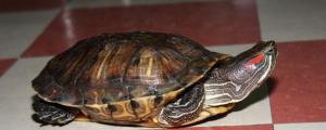 红耳龟几月份开始冬眠