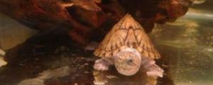 乌龟可以放鱼缸里面养吗