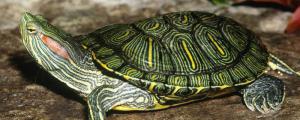 巴西龟不冬眠有影响吗