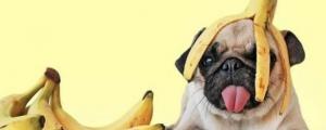 香蕉狗狗可以吃吗