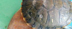 巴西龟龟壳上有白斑怎么办