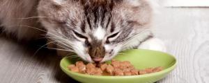 猫吃什么食物