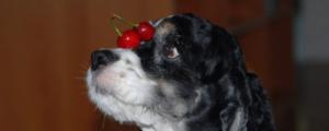 小狗吃了五个樱桃有事吗