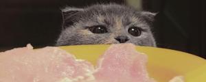 小奶猫能吃什么人类食物