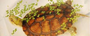 黄喉龟怎么养成绿毛龟
