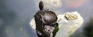 乌龟放生到河里能活吗，家养的乌龟可以放生吗