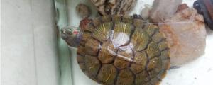 巴西红耳龟冬眠怎么养