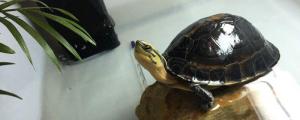 安布闭壳龟可以冬眠吗