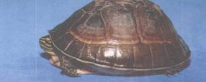 安布闭壳龟能长多大