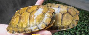 金色乌龟是什么品种