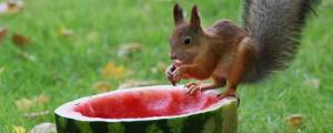 松鼠可以吃西瓜吗
