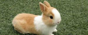 波兰兔和侏儒兔的区别