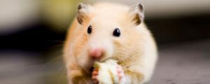 仓鼠可以吃菠萝蜜吗