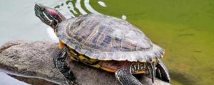 巴西龟冬眠和死亡的区别
