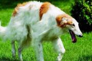 苏俄猎狼犬波索尔天生神秘，如今已成为受欢迎的伴侣犬