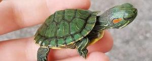 巴西龟发情有什么症状